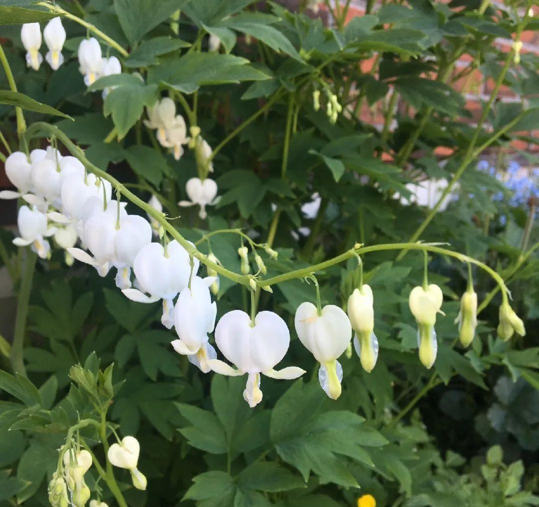 这盆吊兰养2年,年年开满小金鱼,大吉大利好喜气