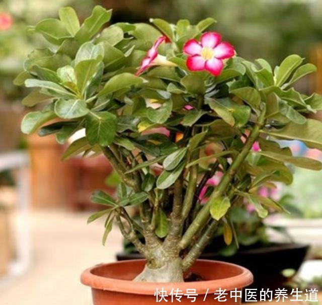 养这四种花,花盆小一些,浇水“懒”一些,盛夏酷暑也能生机勃勃!