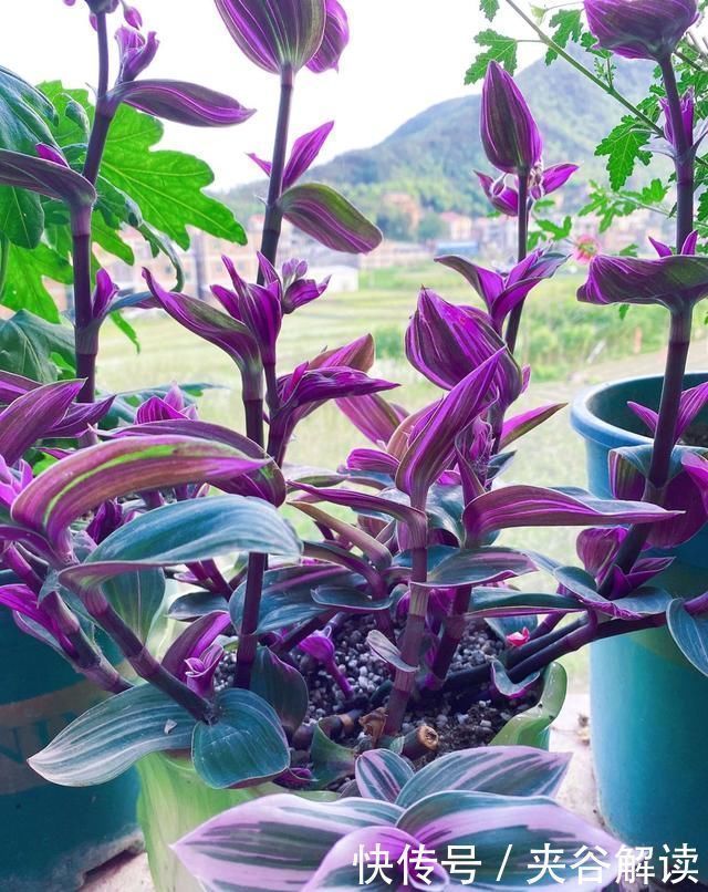 秋老虎|爱花就养一盆“网红吊兰”,叶片自带甜蜜梦幻,比吊兰大气上档次