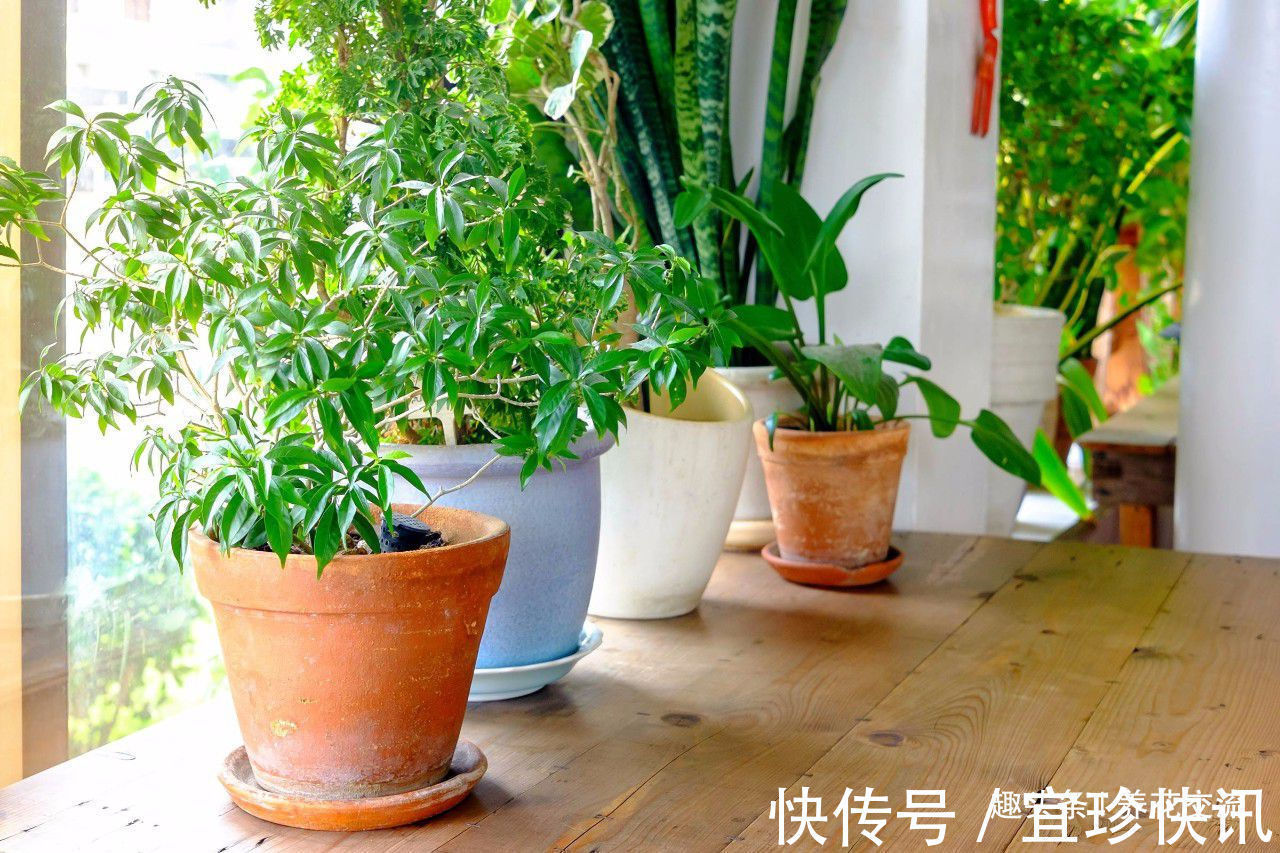 养花10多年总结的室内养花技巧，让新手也能养好花，避免叶黄