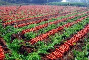 功效|寒冷干燥的天气里,医生建议吃这些蔬菜食疗