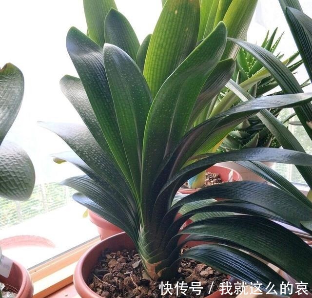 果实|君子兰“花败了”如何剪2种情况处理方法不同,剪错了就是损失!