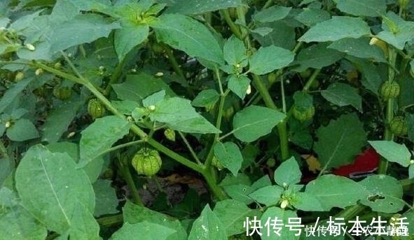 中草药|农村这种野草,是一种珍贵中草药,治疗痔疮效果很明显