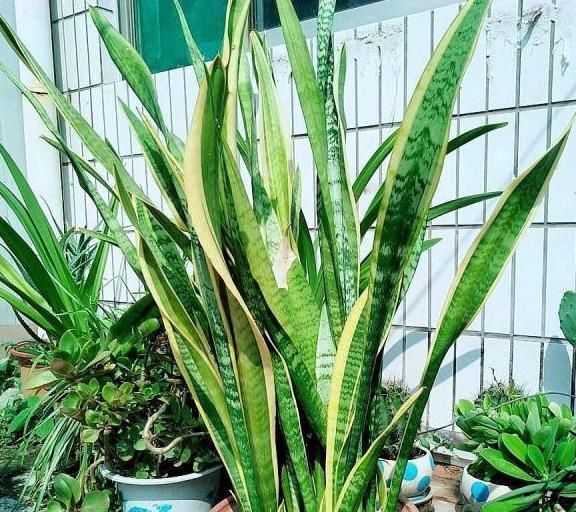 小知识|高手养虎皮兰土壤中加点“它”,一周冒出8个芽,呼呼长“爆盆”