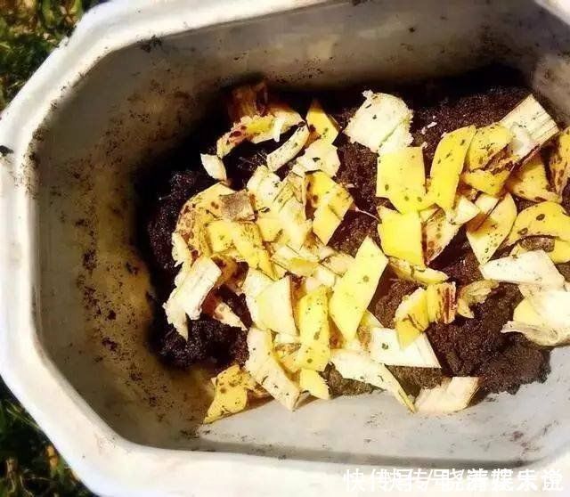 碱性|养花土碱性太大?3个方法轻松解决,养好花不成问题