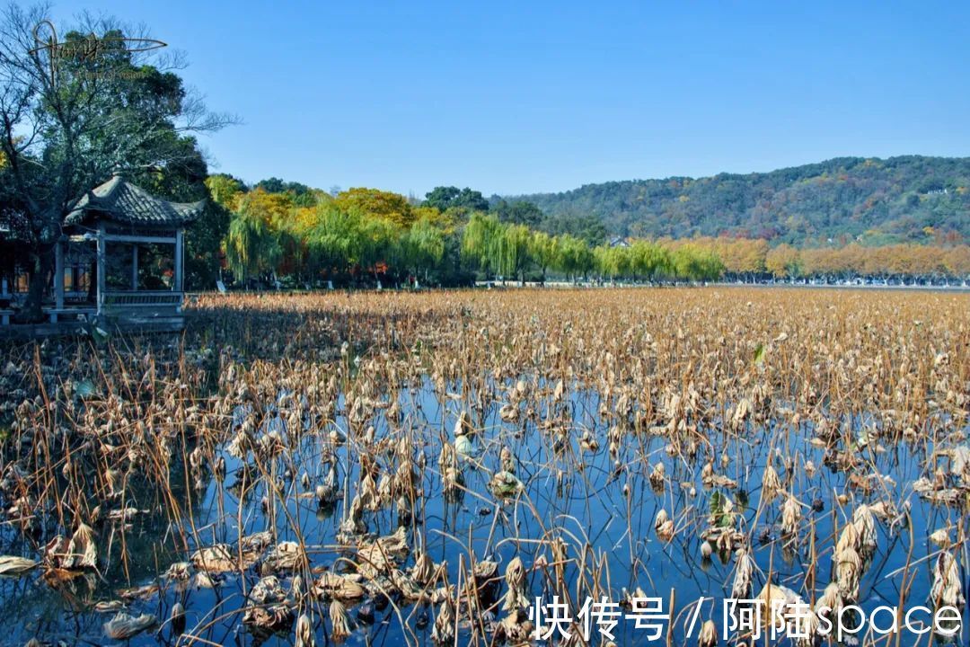 散散步|杭州的冬天只要没有积雪，西湖风景总不缺绿意盎然