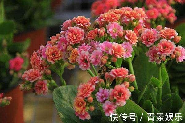 盆栽长寿花，这样来养护，开花特别多，花色特别艳！