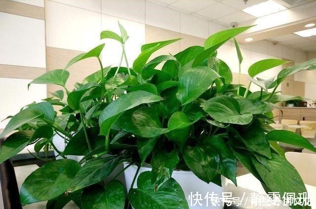 叶子绿油油|这几种花是酒鬼,浇水兑点啤酒水,叶子绿油油!