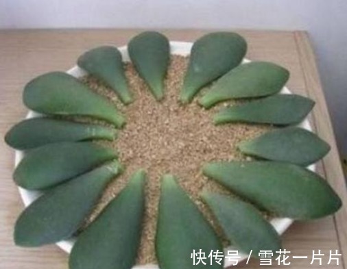 您家里的玉树开花吗,几个步骤,玉树养成老桩,年年开花爆盆