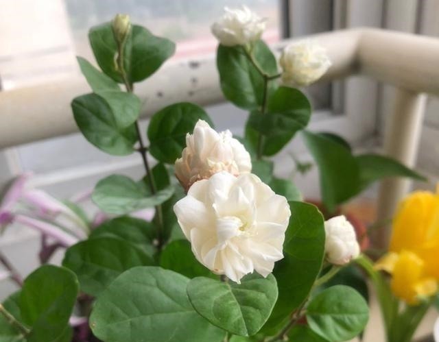 茉莉土加“一料”，不黄叶不徒长，易生根长得旺，养成繁花老桩！