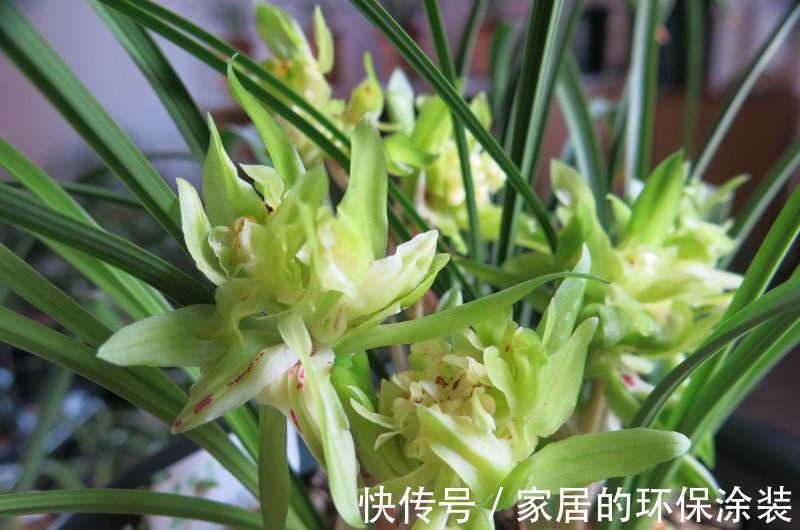 此兰被誉为香花之王，兰香浓烈，花型奇特，入手不后悔