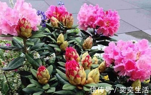 骨粉肥|什么松针土、腐叶土都不如这种土,土壤疏松又肥沃,养啥都爆盆