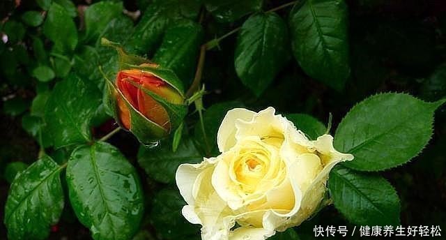 月季花扦插只需要做到这几点就好了,生根发芽超级快!