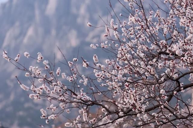 杏花|背靠五莲山！久负赏花盛名，今日一见确实惊叹