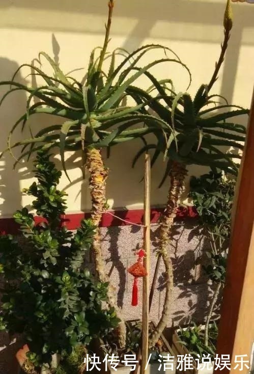 养芦荟学“3招”,爆出一圈“小苗”,能养20年变成“芦荟树”