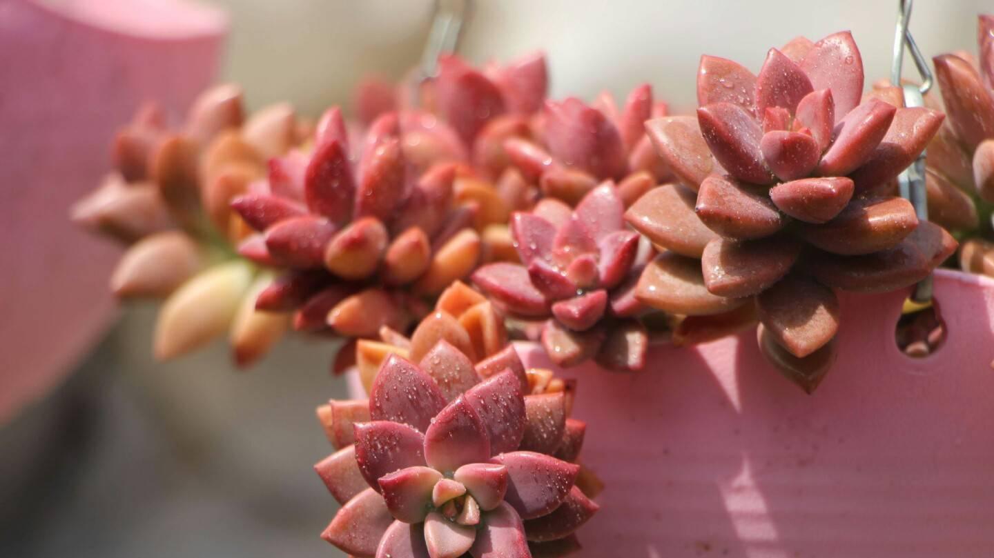 3种多肉，天冷也能生长，颜色状态美美哒，适合懒人养