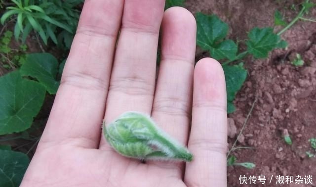 南瓜花|常见的南瓜,怎么就成了钓鱼的“宝”,老钓友:知道越多越放不下