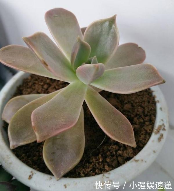 多肉盆栽叶片有''这信号''，记得趁早换盆土，不然来不及抢救