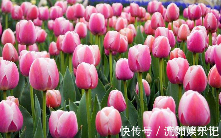 1种花，就只有一个花骨朵，但比玫瑰还惊艳！你认识吗