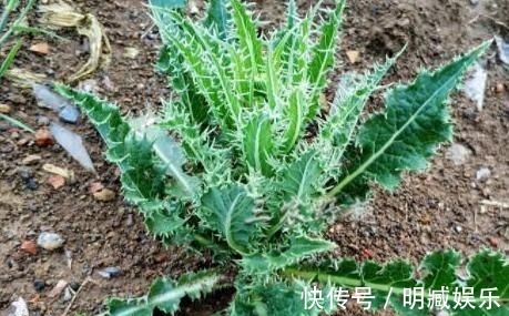 小蓟|乡下浑身是刺的野草，过去当杂草砍除，如今是上好野菜，不看吃亏