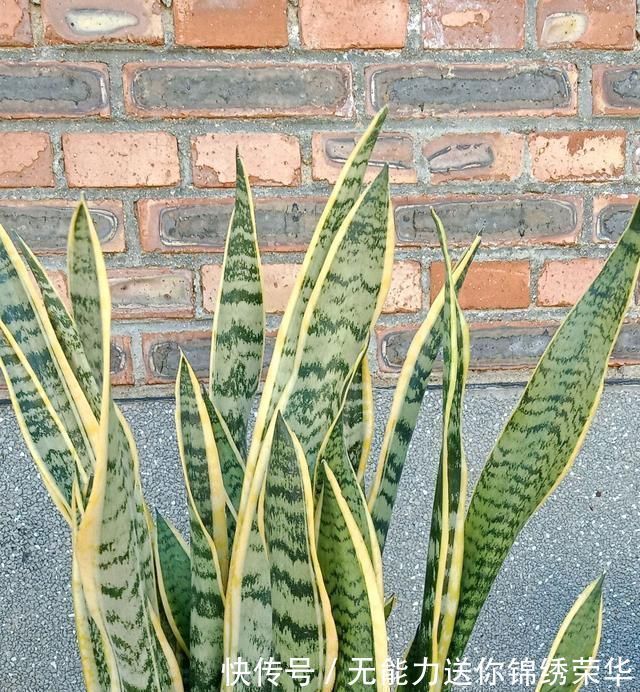 花盆|虎皮兰对花盆居然有选择，选对花盆，虎皮兰抽芽快不烂心