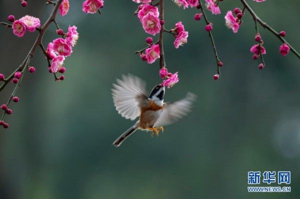 中年|春景繁花秀