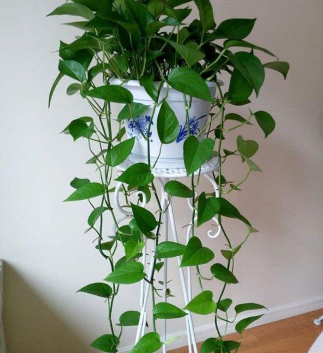 绿萝长得慢、叶子小,掌握4个养护要点,长势旺盛,叶子浓绿