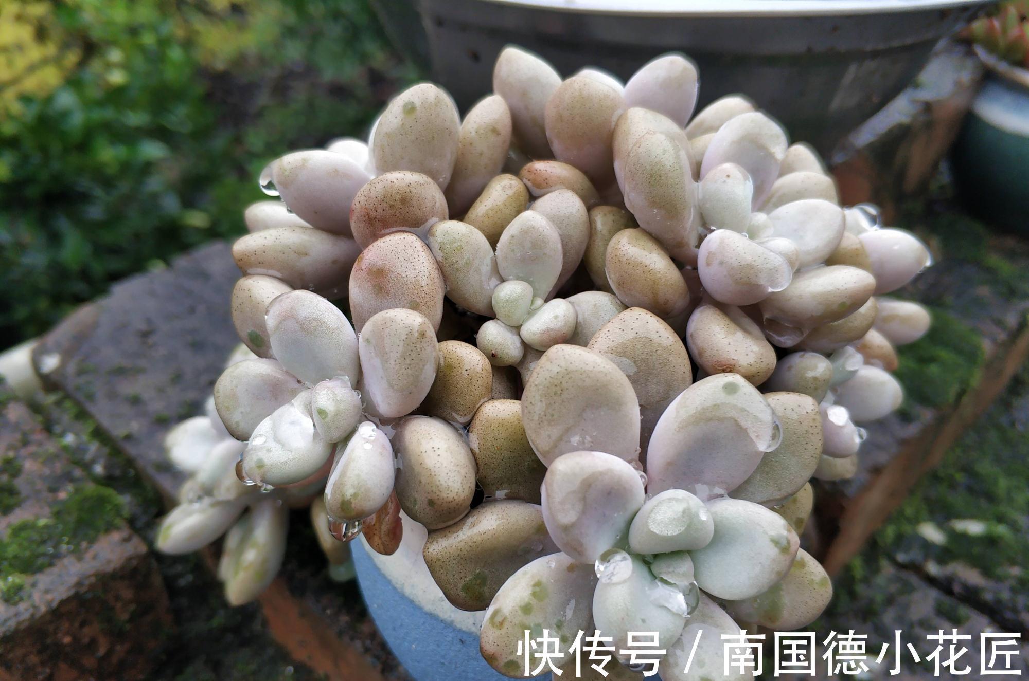 2种普通又皮实的多肉，枝叶旺颜色美易繁殖，养好了一样是精品