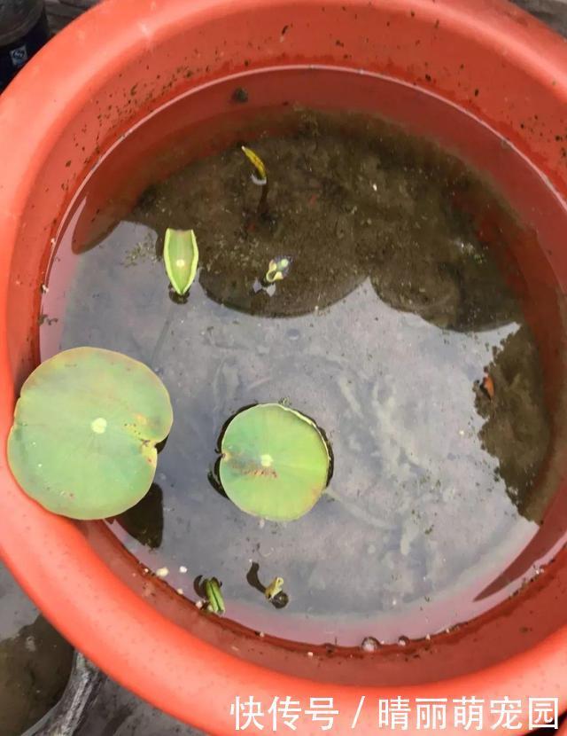 她在水缸里种荷花，开花比脸还大，满缸都是藕！