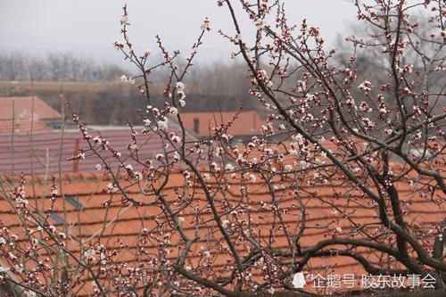 莱阳乡村风光：吕格庄镇刘海寺的杏花，已经“咕嘟嘴”了