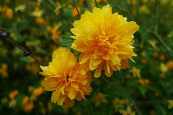 在家中养上一盆“它”不但好养,开花色泽亮丽,简单好养爆盆