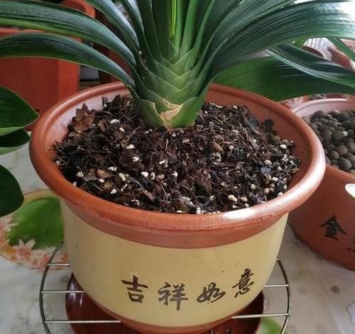 都知道啤酒养花好，然而，没掌握住“浓度配比”却会出大事