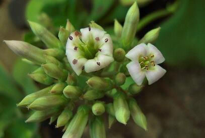 趣蝶莲，株形奇特，室内栽培要如何管理呢？