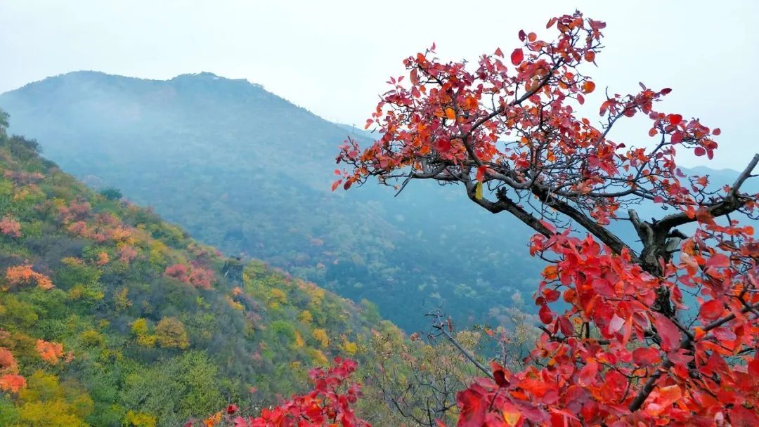 赵匡胤|龙袍之所以是黄的，主要还是因为皇帝太任性
