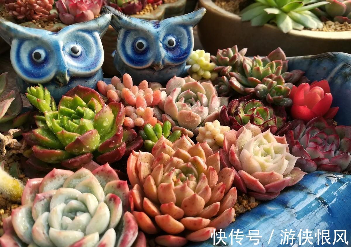 喜欢的多肉太多了,不如放在一起打造多肉组合盆栽,让美丽翻倍