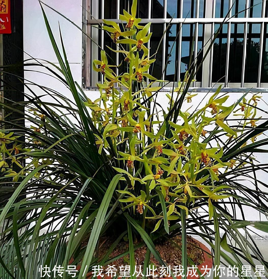 兰花的四个“大误区”,看似有道理,实则很陷阱,别被人忽悠了