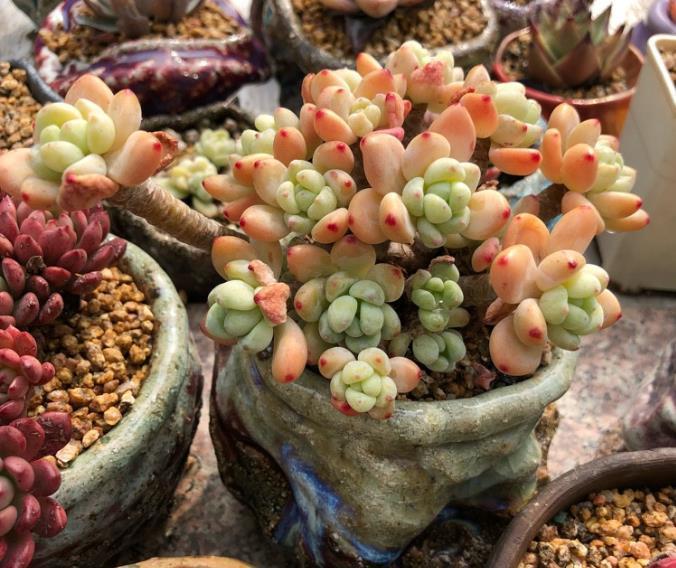 多肉植物缓苗很简单，选择合适湿度的土壤，利于多肉发根