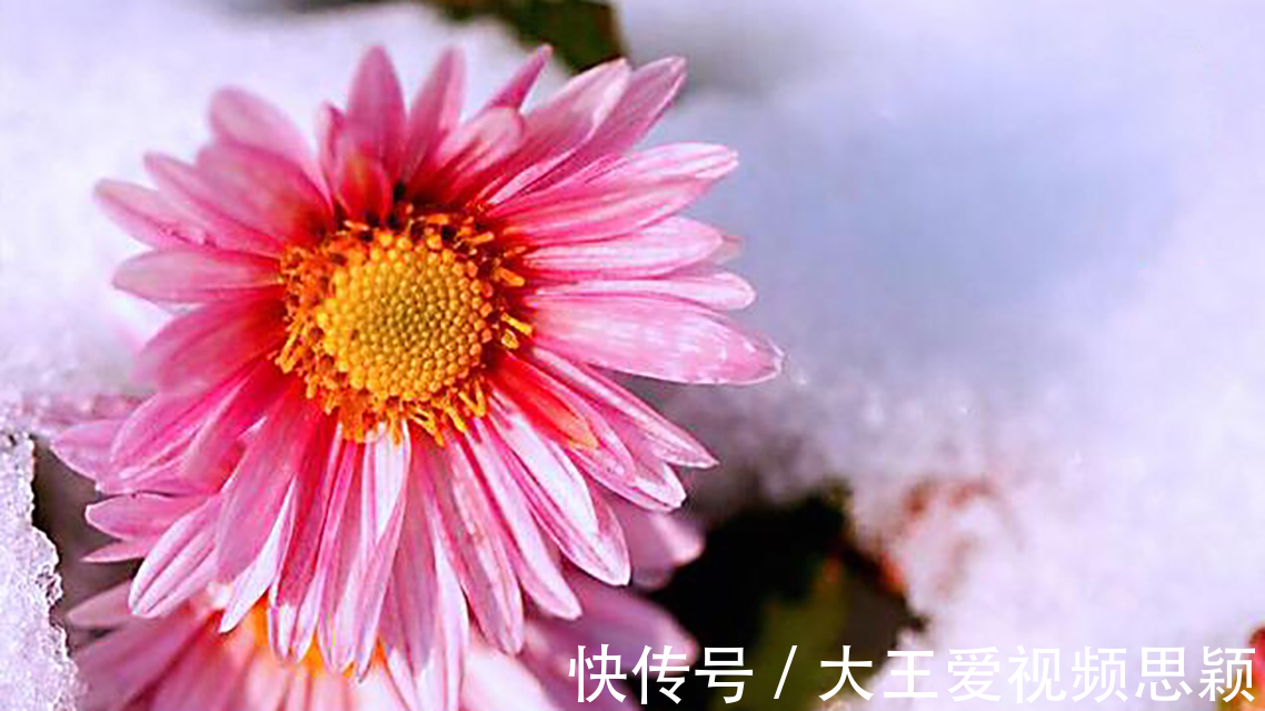 观沧海!他终身未娶,一首咏菊诗流传千古,其中14字大多数人都会背