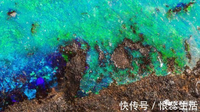 摄影|鉴赏源自海洋的珍宝——“热带天堂”主题珠宝作品