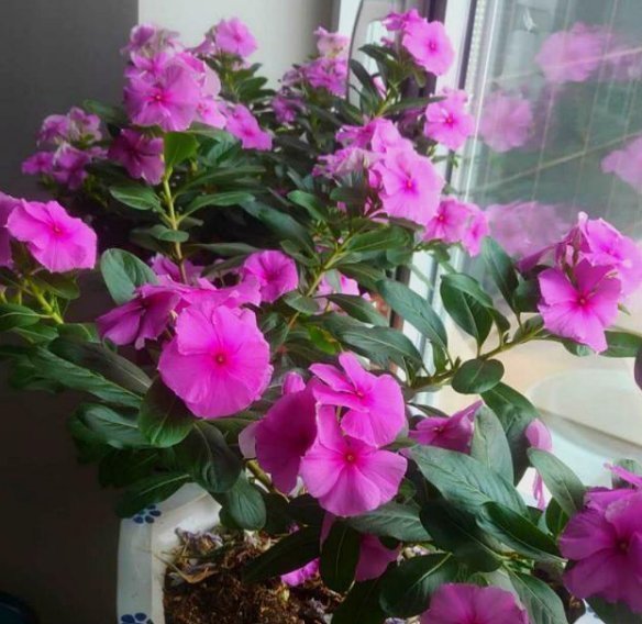 太阳花|4种花，喜欢“掐”掐得越多，就越不容易长出浓密的门户