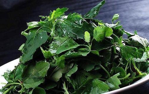 誤以為有毒不敢吃,農民見到就鏟除,其實營養(yǎng)豐富,一斤高達15元