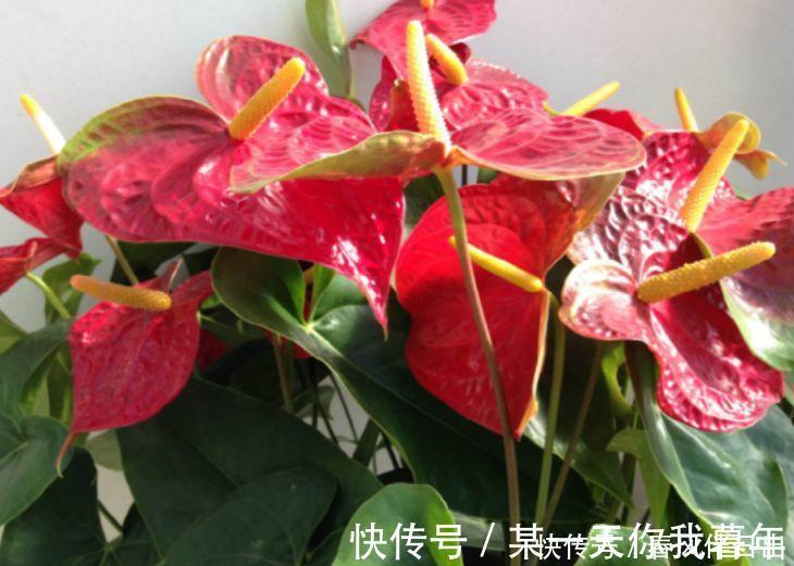 花苞|4种花不怕旱、不怕晒，好养易爆盆，越热开花越多，枝头花苞满