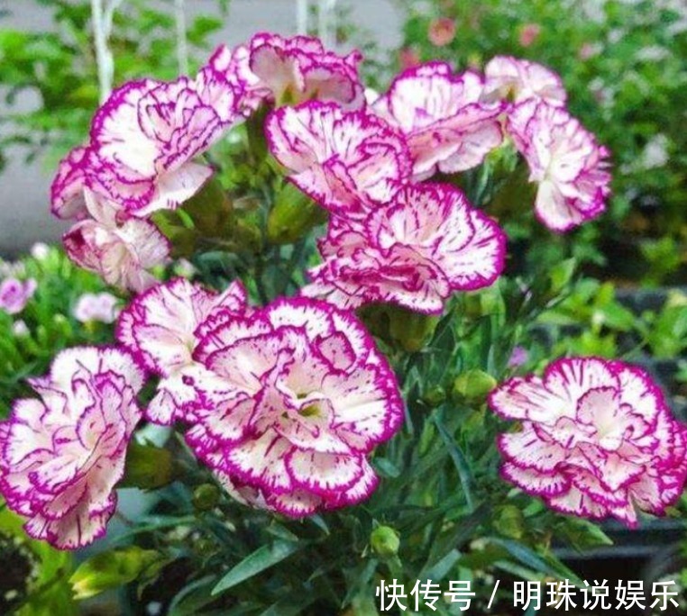 3种花,花朵硕大、花期长,养在客厅正合适,人见人爱!