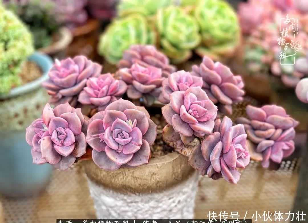 多肉|繁华落幕尽铅华,姹紫嫣红刹那,余生不长,因爱而芳华!