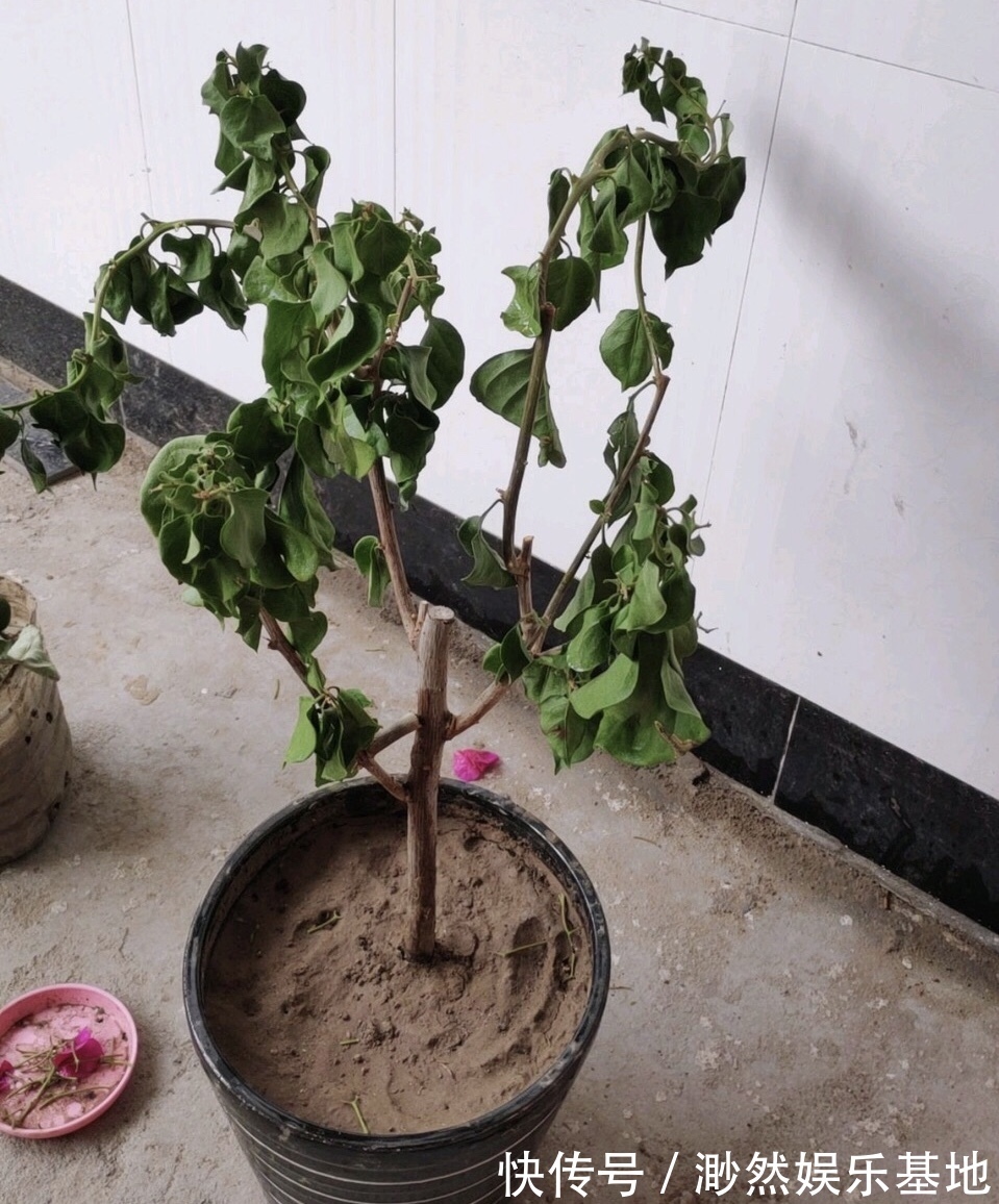 花苞|刚买的栀子花,养护“别大意”,一盆水浇下去,花苞全落地!