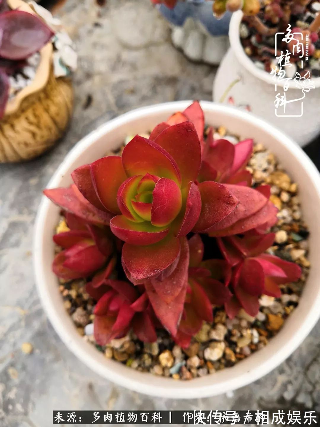 何以解忧，唯有多肉！目光所及，皆是喜欢！