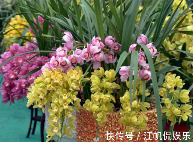 此花一养就喜欢上它,好养漂亮,开花就爆盆,香味十足,女生必选