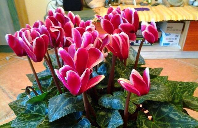 有些花不能“乱喷水”，这3种花叶片来点水，不知不觉就养死了