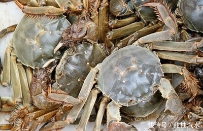  怎么吃螃蟹 12中食物不能与螃蟹一起吃