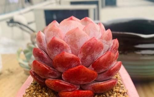 温度到零下多肉就会冻死？不一定，影响它们耐冻程度的因素可多了